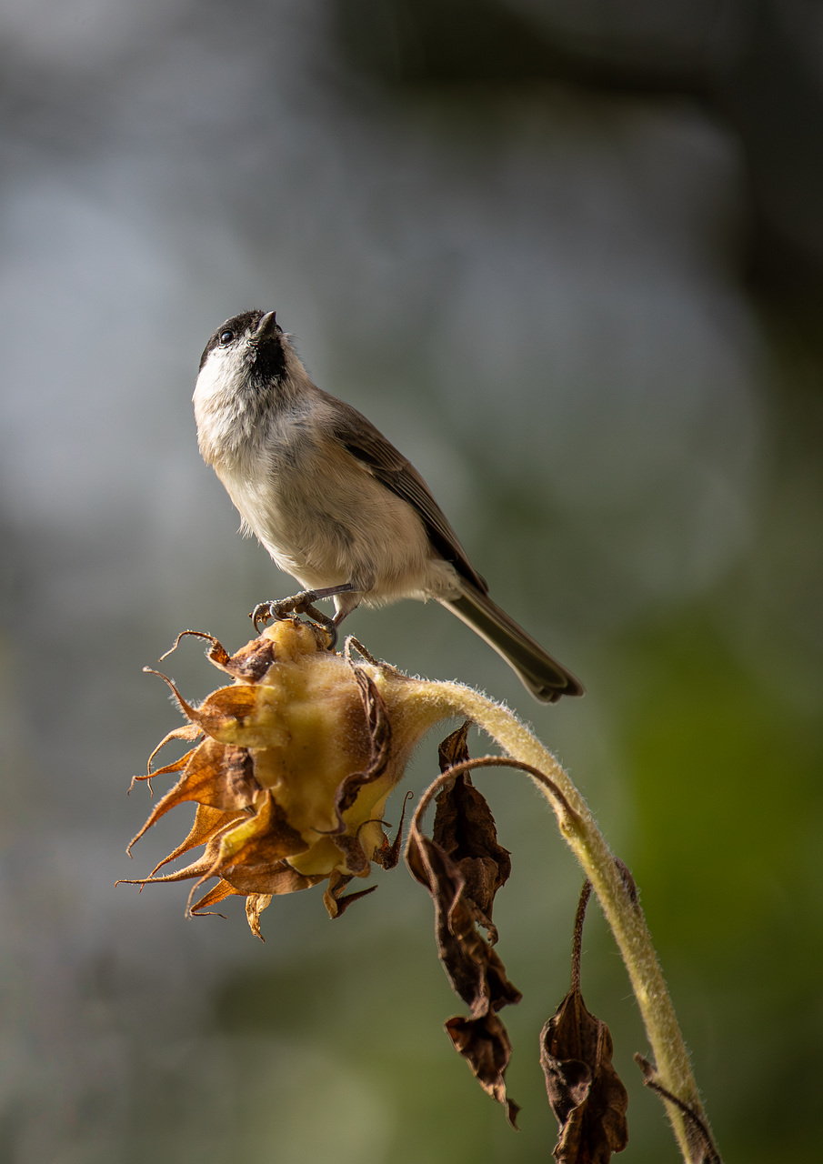30代におすすめのツボ押しローラーでフェイスラインを引き締める方法は？