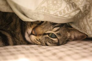親の介護に必要なベッドのレンタル手続きはどうすれば良い？