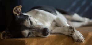 親の介護における認知症のための24時間サポートはどのように行うべき？