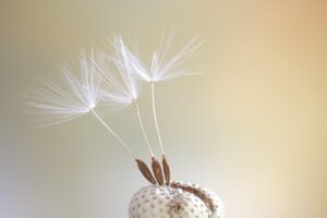 親の介護や在宅看取りについての相談先はどこですか？